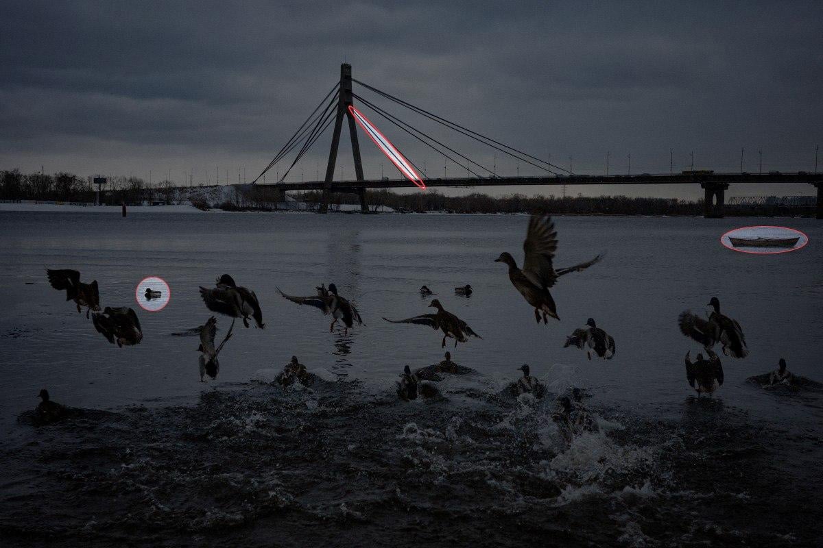 Открийте 3 разлики на снимката с патици за 10 секунди: невероятен пъзел