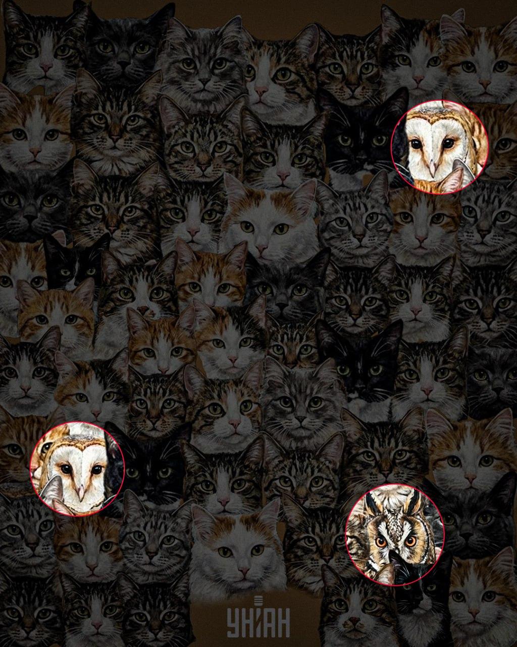 97% от хората не могат да открият 3 сови сред котки за 10 секунди: невероятна оптична илюзия