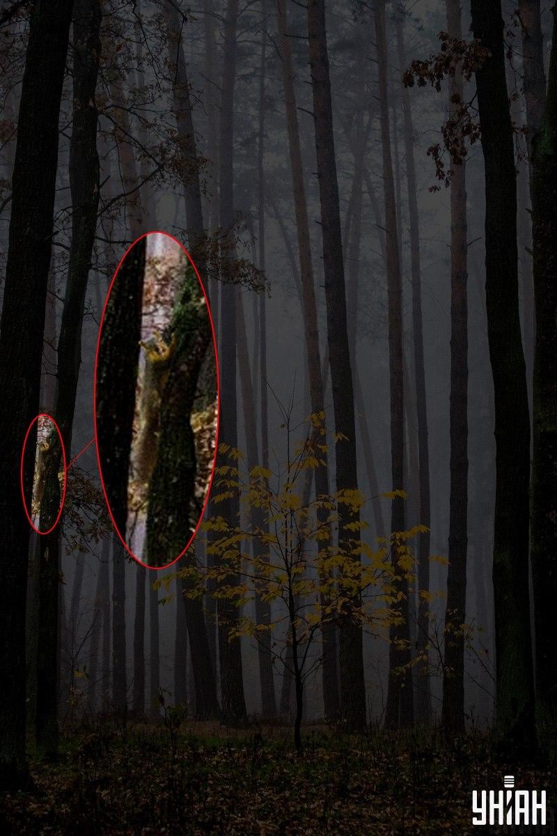 Само 2% от хората могат да намерят катерица в гората за 12 секунди: невероятна оптична илюзия