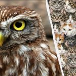 97% от хората не могат да открият 3 сови сред