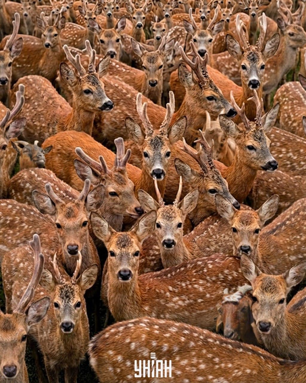 Трябва да намерите три кози сред северни елени за 11 секунди: много сложна оптична илюзия