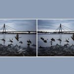 Открийте 3 разлики в снимка на патици за 10 секунди: