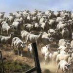 Пъзел за хора с отлично зрение: трябва да откриете кучето