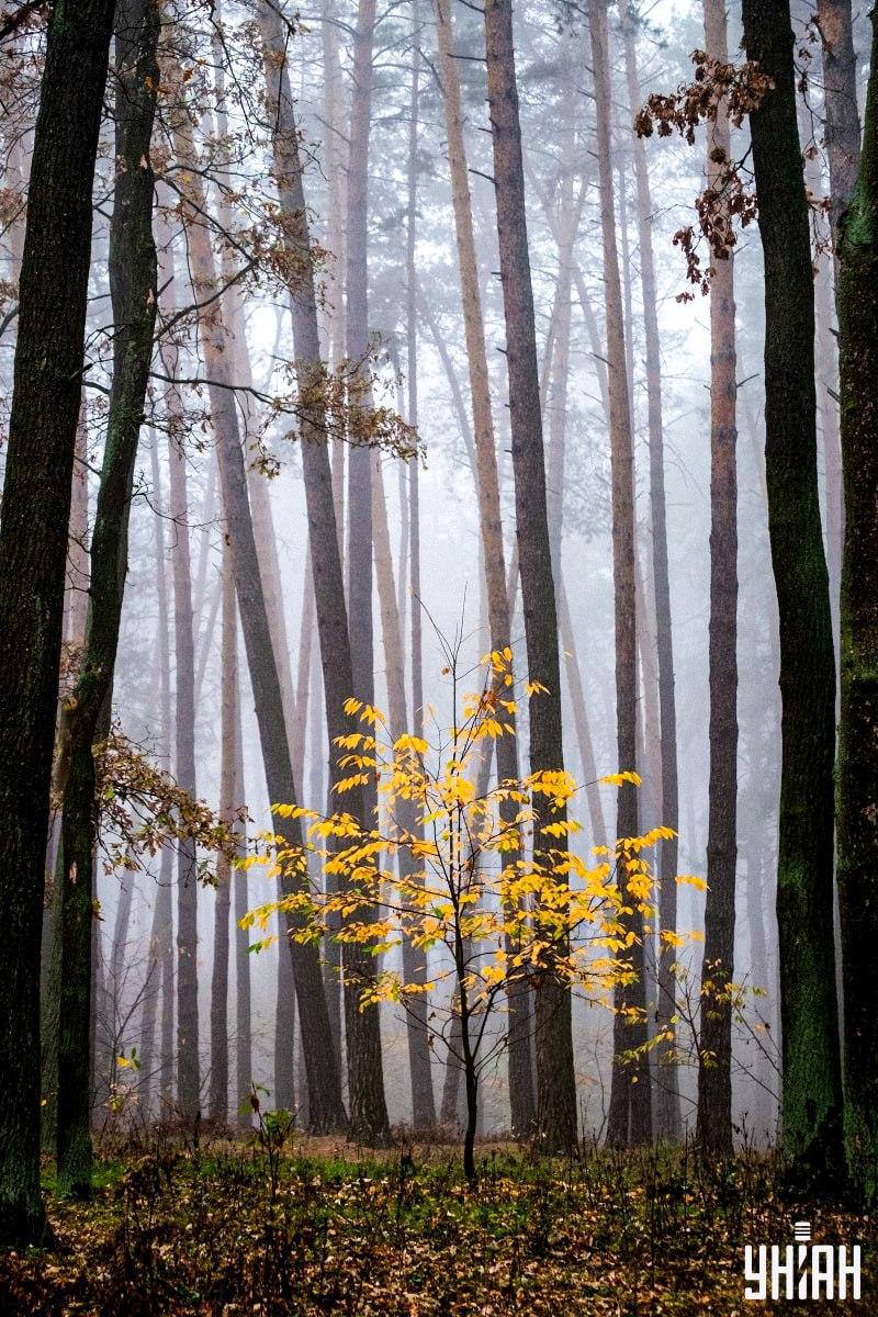 Само 2% от хората могат да намерят катерица в гората за 12 секунди: невероятна оптична илюзия